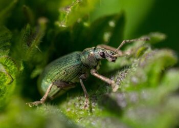Eco-Friendly Green Pest Control - Eco-Friendly Solutions: The Power of Organic Pest Control