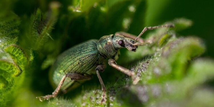 Eco-Friendly Green Pest Control - Eco-Friendly Solutions: The Power of Organic Pest Control