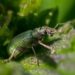 Eco-Friendly Green Pest Control - Eco-Friendly Solutions: The Power of Organic Pest Control