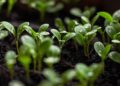 Illuminate Your Indoor Space: A Guide to Choosing the Perfect Plant Light