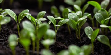 Illuminate Your Indoor Space: A Guide to Choosing the Perfect Plant Light