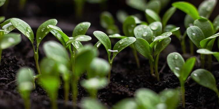 Illuminate Your Indoor Space: A Guide to Choosing the Perfect Plant Light