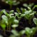 Illuminate Your Indoor Space: A Guide to Choosing the Perfect Plant Light