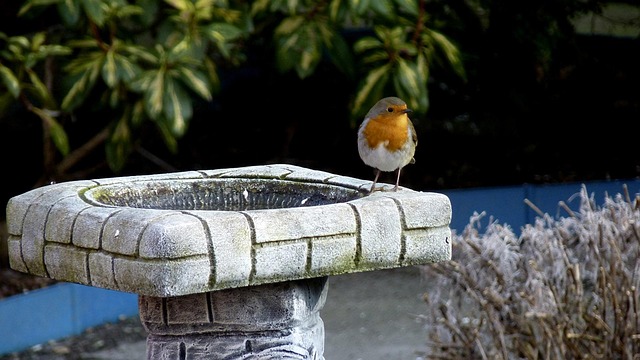 attracting robins with bird bath