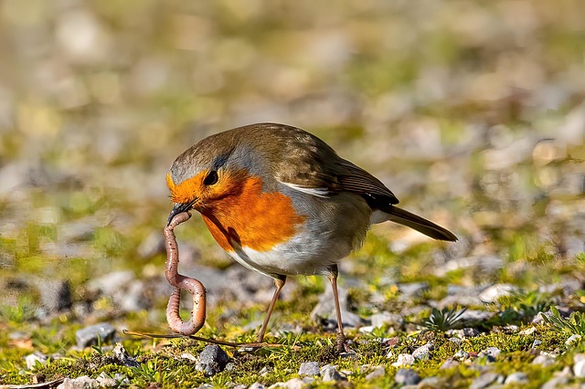 attracting robins with worms