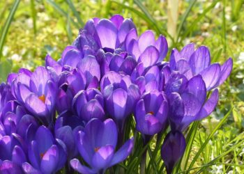 crocus flowers