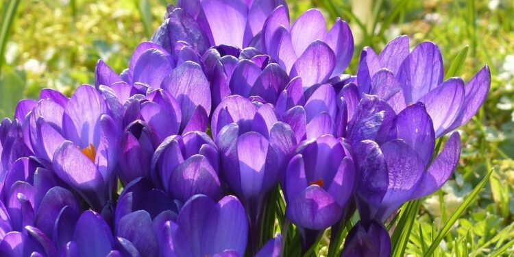 crocus flowers