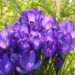crocus flowers