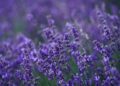 english lavender