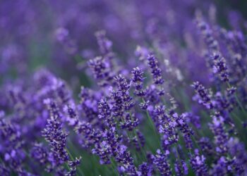 english lavender