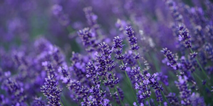 english lavender