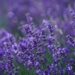 english lavender