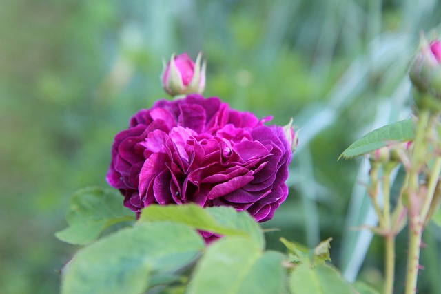 floribunda