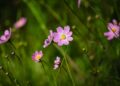 Low Maintenance Garden Ideas