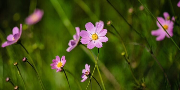 Low Maintenance Garden Ideas