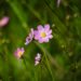 Low Maintenance Garden Ideas