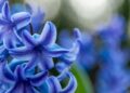 grow hyacinths