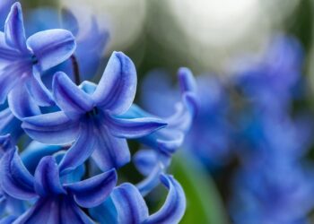 grow hyacinths