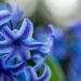 grow hyacinths