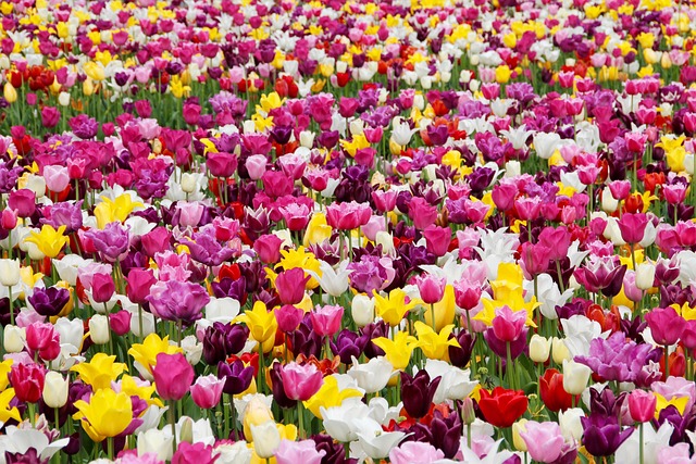 tulip care tips Darwin Hybrid Tulips