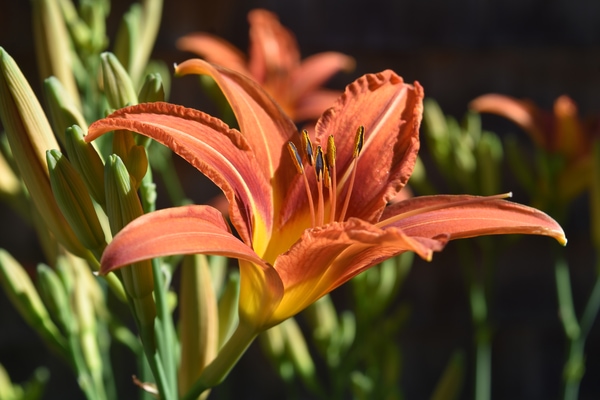 low maintenance garden perennial daylily