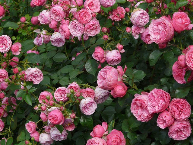 Pink Shrub roses