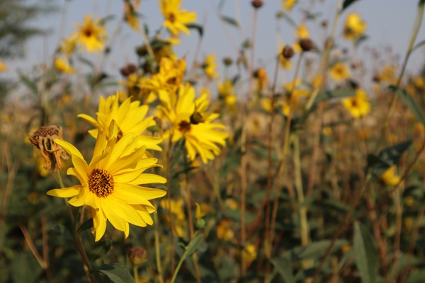 black eyed susan low maintenance garden ideas