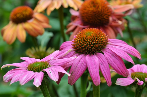 coneflowers for low maintenance garden