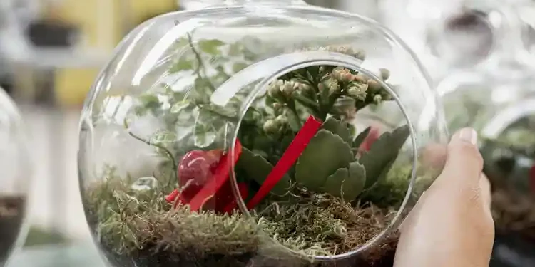 garden in a jar