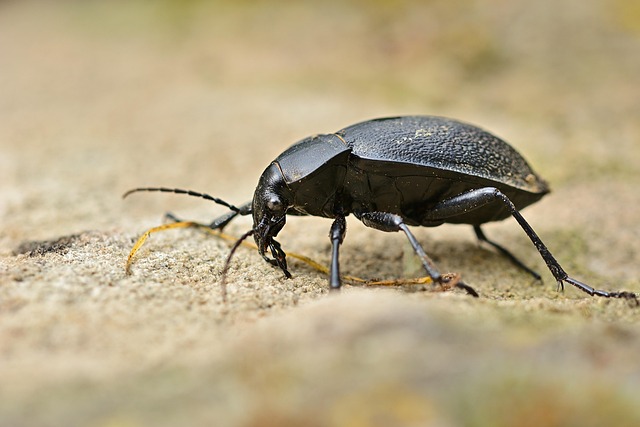 ground beetle