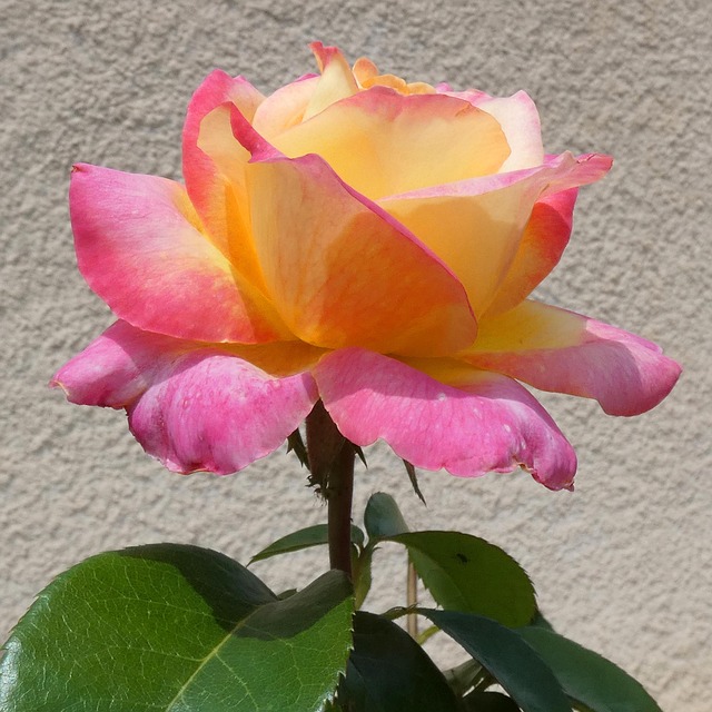 Caring for Hybrid Tea Roses