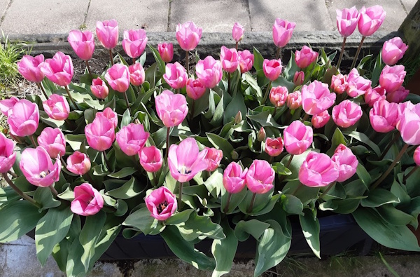 Janis Joplin Tulips