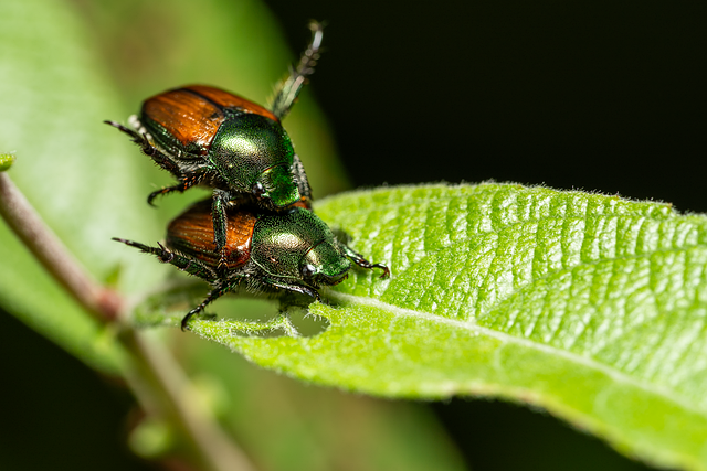 japanese beetle