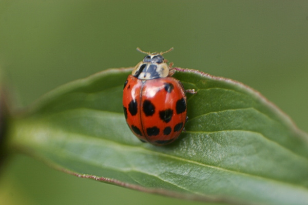 ladybug garden beetle