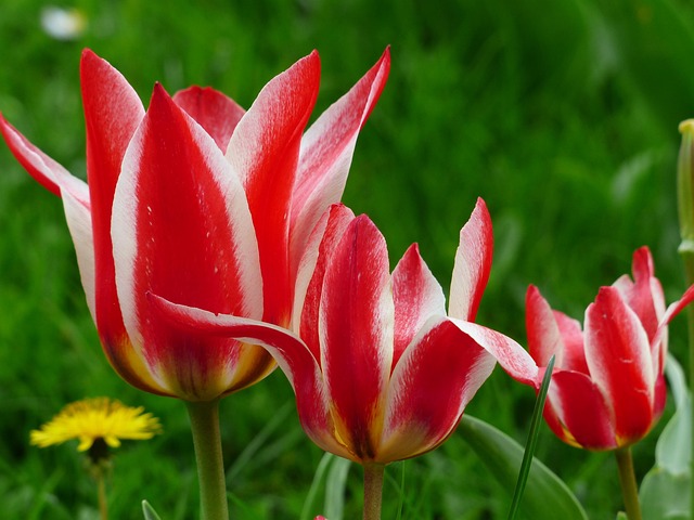 lily flowering tulip