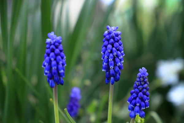 muscari