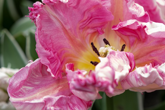 parrot tulip