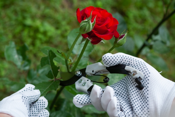 pruning roses