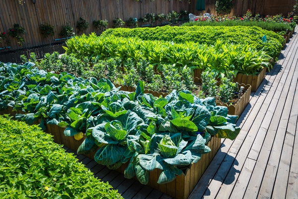 raised bed vegetable garden