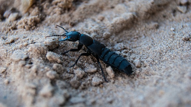 rove beetle