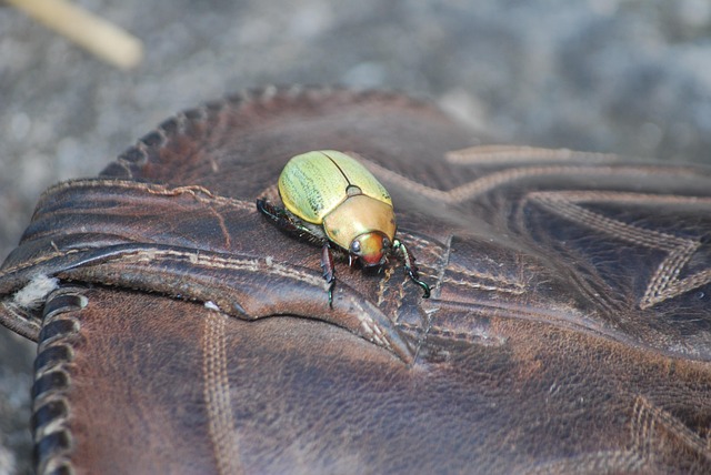 scarab beetle