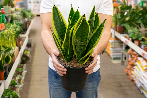 snake plant