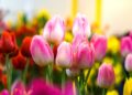 tulip care tips