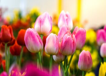 tulip care tips
