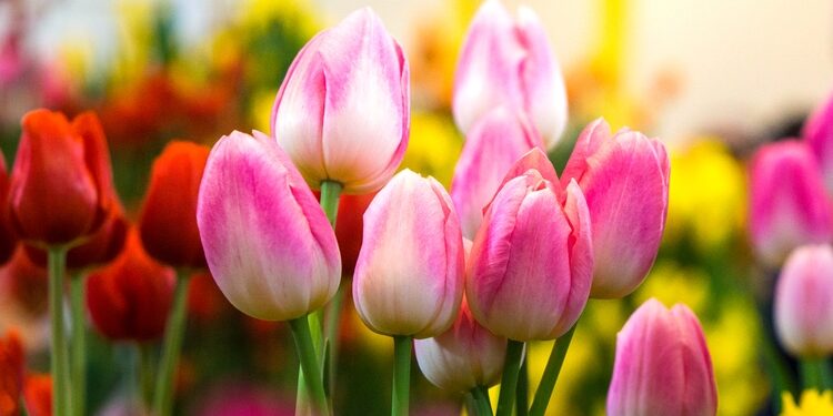 tulip care tips