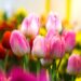 tulip care tips
