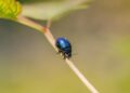 The Fascinating World of Garden Beetles