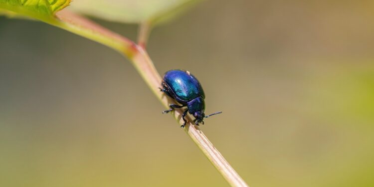 The Fascinating World of Garden Beetles