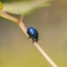 The Fascinating World of Garden Beetles