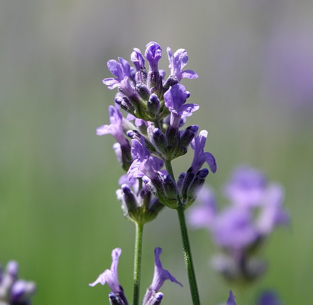 Lavandula angustifolia ‘Munstead’